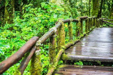 Doi Inthanon Ulusal Parkı 'nda yürüyüş yolu, Tayland.
