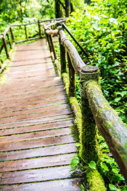 Doi Inthanon Ulusal Parkı 'nda yürüyüş yolu, Tayland.