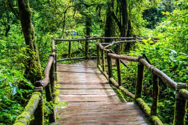Doi Inthanon Ulusal Parkı 'nda yürüyüş yolu, Tayland.