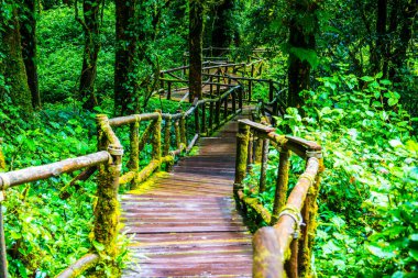 Doi Inthanon Ulusal Parkı 'nda yürüyüş yolu, Tayland.