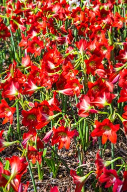 Amaryllis çiçekleri parkta, Tayland.