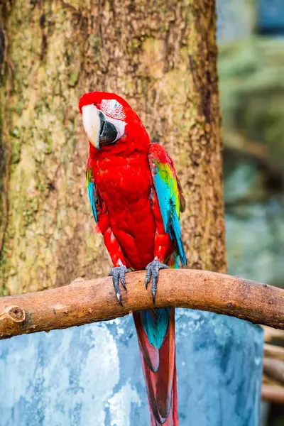 Tayland, Tayland 'da kırmızı papağan.