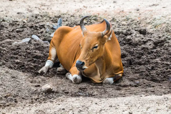 Tayland, Tayland 'da Banteng.