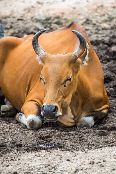 Tayland, Tayland 'da Banteng.