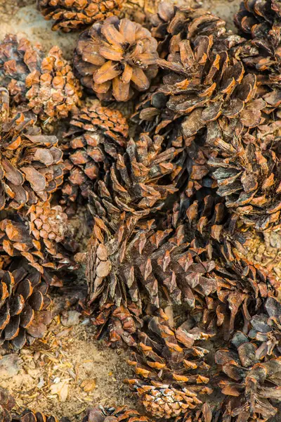 Bitki için çam kozalakları, Tayland.