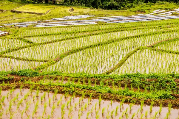 Tayland 'ın Chiangmai eyaletinde pirinç tarlaları..