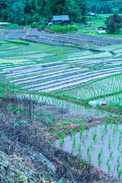 Tayland 'ın Chiangmai eyaletinde pirinç tarlaları..