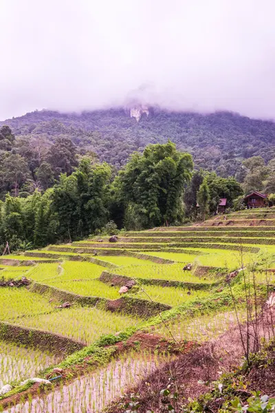 Tayland 'ın Chiangmai eyaletinde pirinç tarlaları..