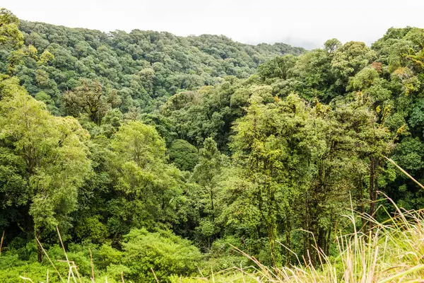 Doi Inthanon Ulusal Parkı, Tayland 'da Büyük Ağaçlar.