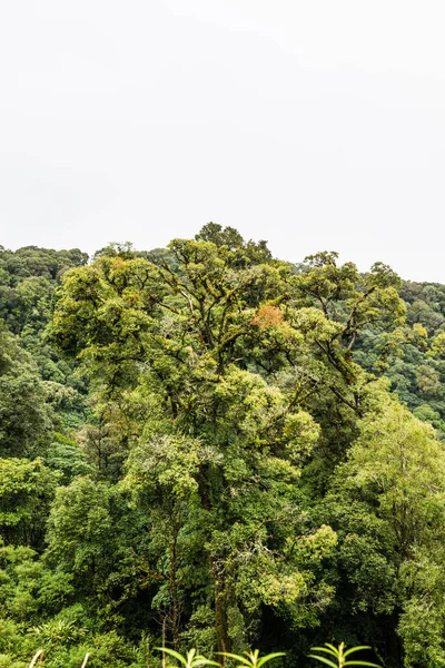 Doi Inthanon Ulusal Parkı, Tayland 'da Büyük Ağaçlar.