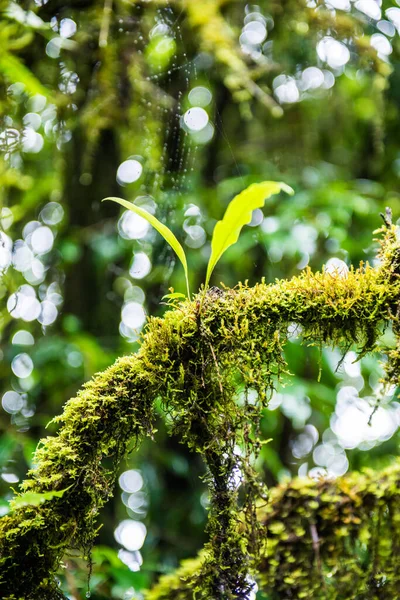 Doi Inthanon Ulusal Parkı, Tayland 'daki ağaç bütünlüğü.