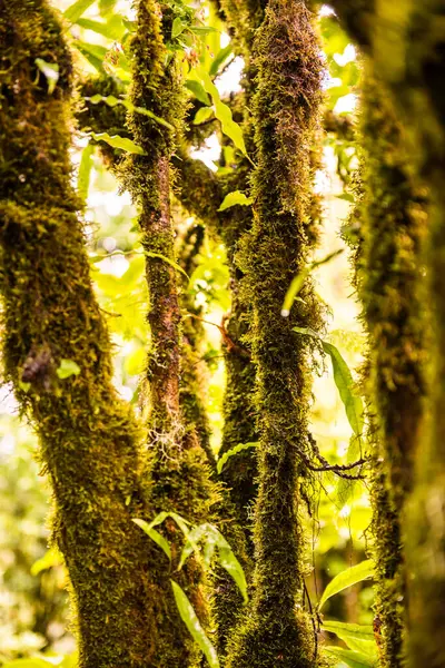 Doi Inthanon Ulusal Parkı, Tayland 'daki ağaç bütünlüğü.
