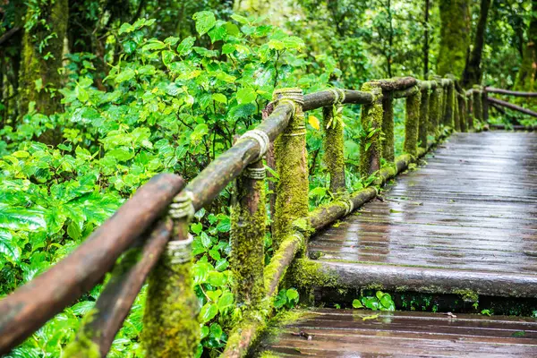 Doi Inthanon Ulusal Parkı 'nda yürüyüş yolu, Tayland.