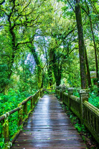 Doi Inthanon Ulusal Parkı 'nda yürüyüş yolu, Tayland.