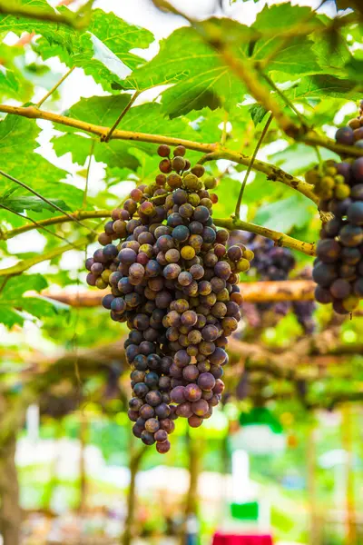 Tayland 'da şarap üzümleri.