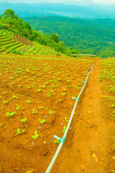 Jordbruksområde Fjället Thailand — Stockfoto