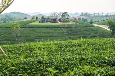 Tayland, Tayland 'da çay çiftliği.