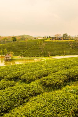 Tayland, Tayland 'da çay çiftliği.
