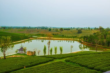 Tayland, Tayland 'da çay çiftliği.