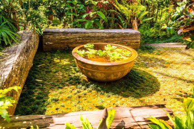 Tayland 'da pişmiş kil havzasında ördek otu.