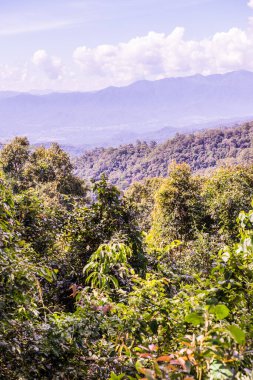 Huai Nam Dang Milli Parkı, Tayland.