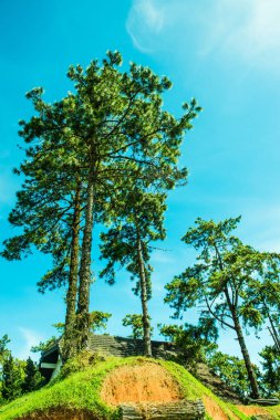 Huai Nam Dang Milli Parkı, Tayland 'da mavi gökyüzü olan çam ağaçları.