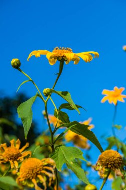 Mavi gökyüzü ile Meksika ayçiçeği otu, Tayland.