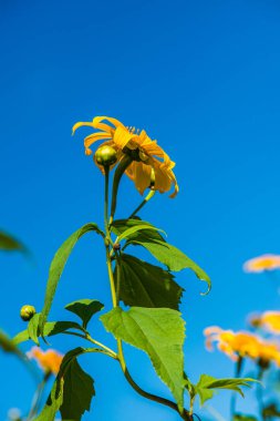 Mavi gökyüzü ile Meksika ayçiçeği otu, Tayland.