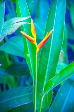 Park, Tayland 'da cennet kuşu..