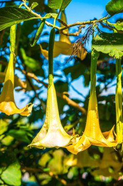 Datura çiçekleri ağaçta, Tayland.