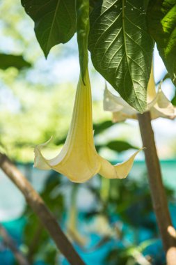 Datura çiçekleri ağaçta, Tayland.