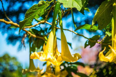 Datura çiçekleri ağaçta, Tayland.