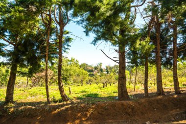 Khun Wang Kraliyet Projesi, Tayland.