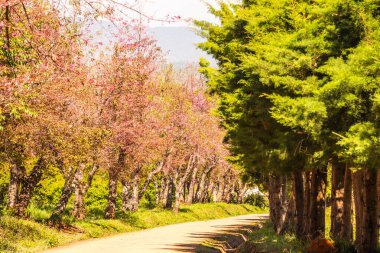 Kiraz çiçeği parkı, Tayland.