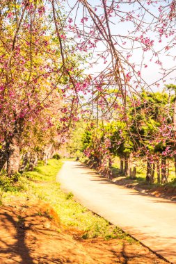 Chiangmai, Tayland 'da kiraz çiçeği parkı..