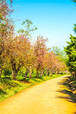 Chiangmai, Tayland 'da kiraz çiçeği parkı..