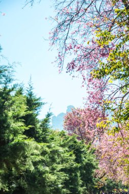 Doğal arka planı olan kiraz ağaçları, Tayland.