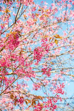 Kiraz Çiçekleri, Tayland 'ın arka planı.
