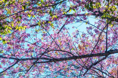 Kiraz Çiçekleri, Tayland 'ın arka planı.