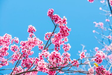 Kiraz Çiçeklerinin Kapanışı, Tayland.