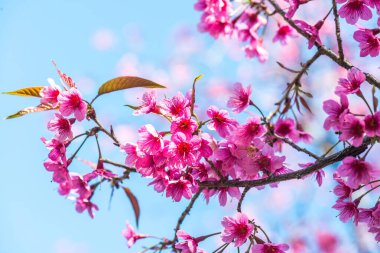Kiraz Çiçeklerinin Kapanışı, Tayland.