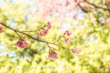 Kiraz Çiçeklerinin Kapanışı, Tayland.