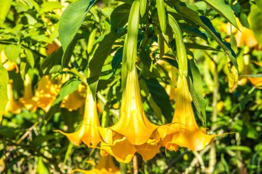 Datura çiçekleri ağaçta, Tayland.