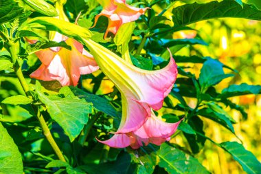 Datura çiçekleri ağaçta, Tayland.