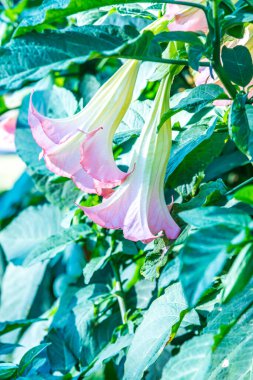 Datura çiçekleri ağaçta, Tayland.