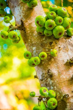 Tayland, ormandaki ağaçta yeşil meyveler.
