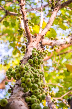 Tayland, ormandaki ağaçta yeşil meyveler.
