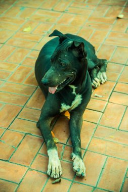 Tayland 'da yerde siyah bir köpek var..