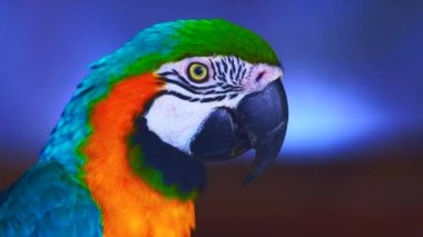 Taylandlı mavi ve sarı papağan kuşunun 4K videosu.