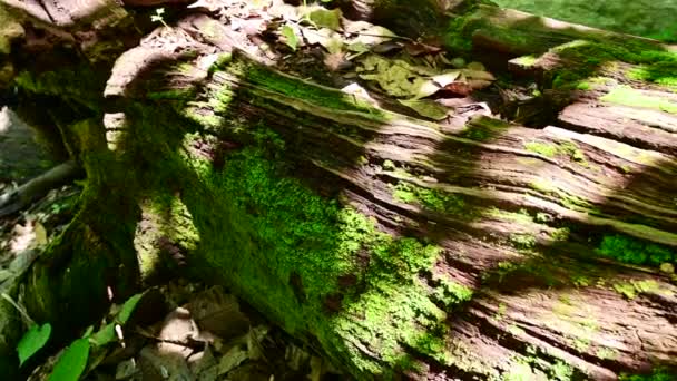 Moos Auf Umgestürzten Bäumen Wald Der Nähe Eines Wasserfalls Der — Stockvideo